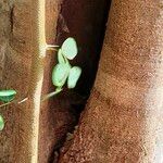 Haematoxylum campechianum Bark