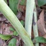 Helleborus argutifolius Bark