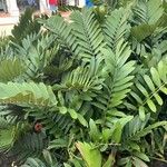 Zamia pumila Листок