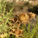 Carthamus arborescens Blomst