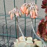 Cotyledon orbiculata Květ