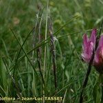 Nardus stricta Цвят