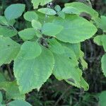 Plectranthus fruticosus Blatt