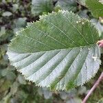 Alnus alnobetula Liść