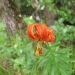 Lilium carniolicum Bloem