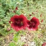 Potentilla thurberi 花