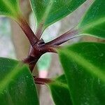 Corynocarpus laevigatus Outro