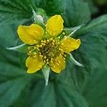 Geum macrophyllum Fula