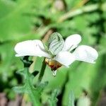 Blumenbachia insignis 花