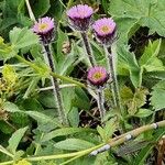 Erigeron alpinusCvet