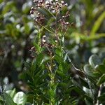 Faujasiopsis flexuosa Hábito