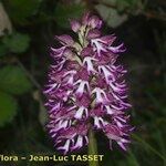 Orchis × angusticruris Blodyn