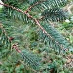 Picea likiangensis Other