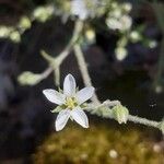 Arenaria hispida Blüte
