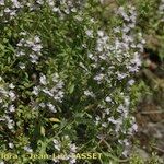 Thymus nitens Habit