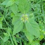 Euphorbia dentata Blad