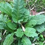 Rumex obtusifolius Feuille