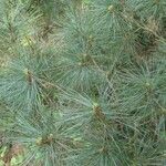 Pinus peuce Leht