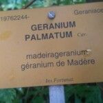 Geranium palmatum Övriga