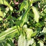 Persicaria odorata Folio