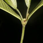 Psychotria psychotriifolia Листок