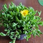 Delosperma nubigenum 叶