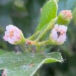 Cotoneaster acutifolius Flower