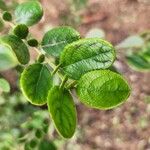 Azara dentata ᱥᱟᱠᱟᱢ