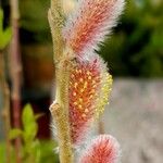 Salix gracilistyla Flor