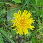 Taraxacum cucullatiforme 花