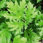 Heracleum mantegazzianum Blad