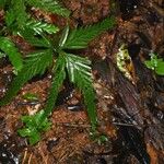 Selaginella parkeri Hábito