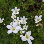 Saxifraga hypnoides Květ