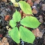 Panax quinquefolius Blad