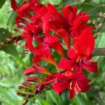 Crocosmia paniculata 花