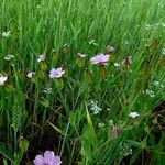 Vaccaria hispanica 花