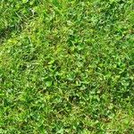 Trifolium repens List
