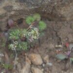Hornungia petraea फूल