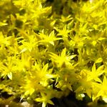 Sedum acreFlower