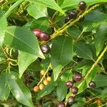 Prunus lusitanica Ovoce