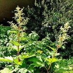 Rheum palmatum Libunga