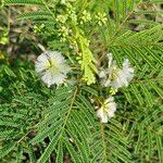 Acaciella angustissima ᱥᱟᱠᱟᱢ