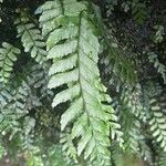 Hymenasplenium unilaterale List