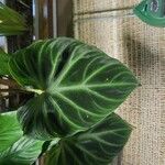 Philodendron verrucosum Blad