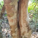 Hydnocarpus annamensis Kaarna