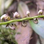 Bulbophyllum calyptratum Kwiat