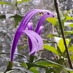 Poikilacanthus macranthus Flower