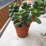 Sedum hernandezii Foglia