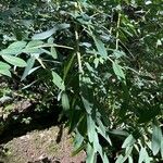 Euphorbia cornigera Leaf