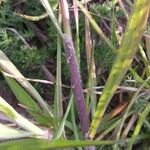 Bromus catharticus Blad